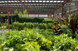 荷兰高科技温室农业模式探究,这才是人家种植优质高产的原因