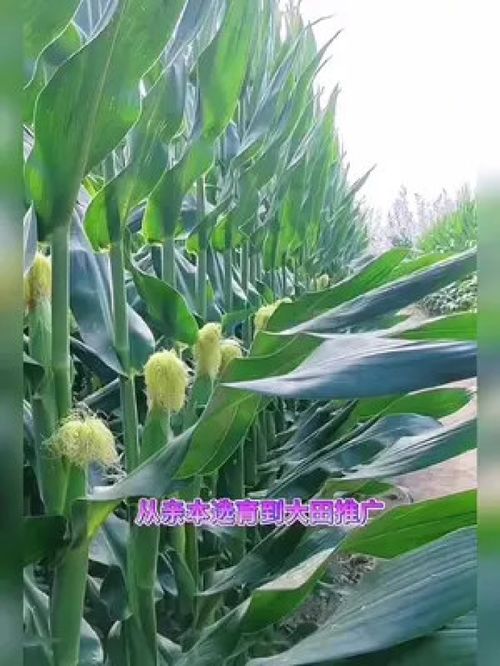 农业种植 优质农产品 玉米